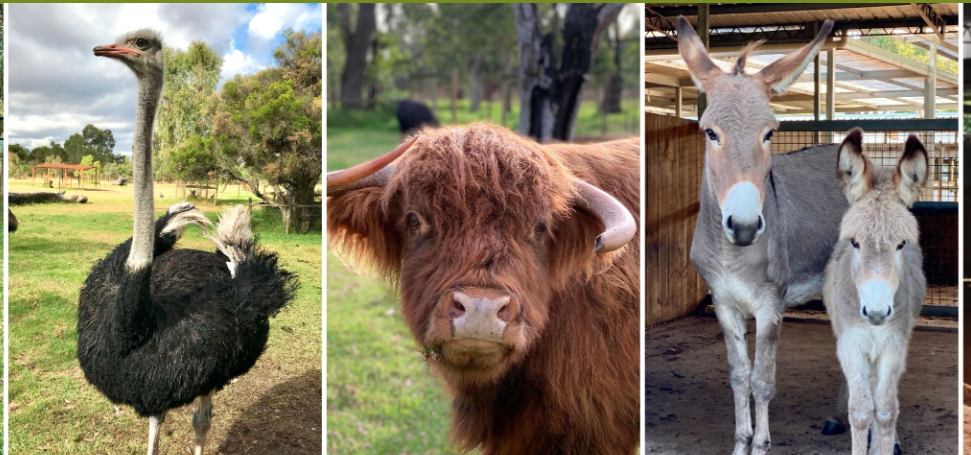 Caversham Wildlife Park